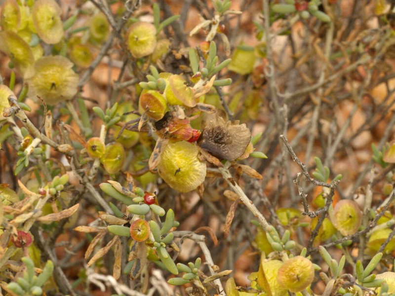 Maireana spongiocarpa photo 7