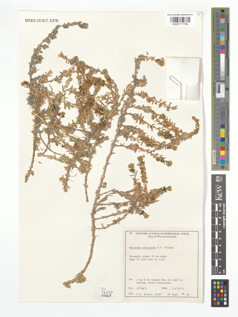 Maireana stipitata