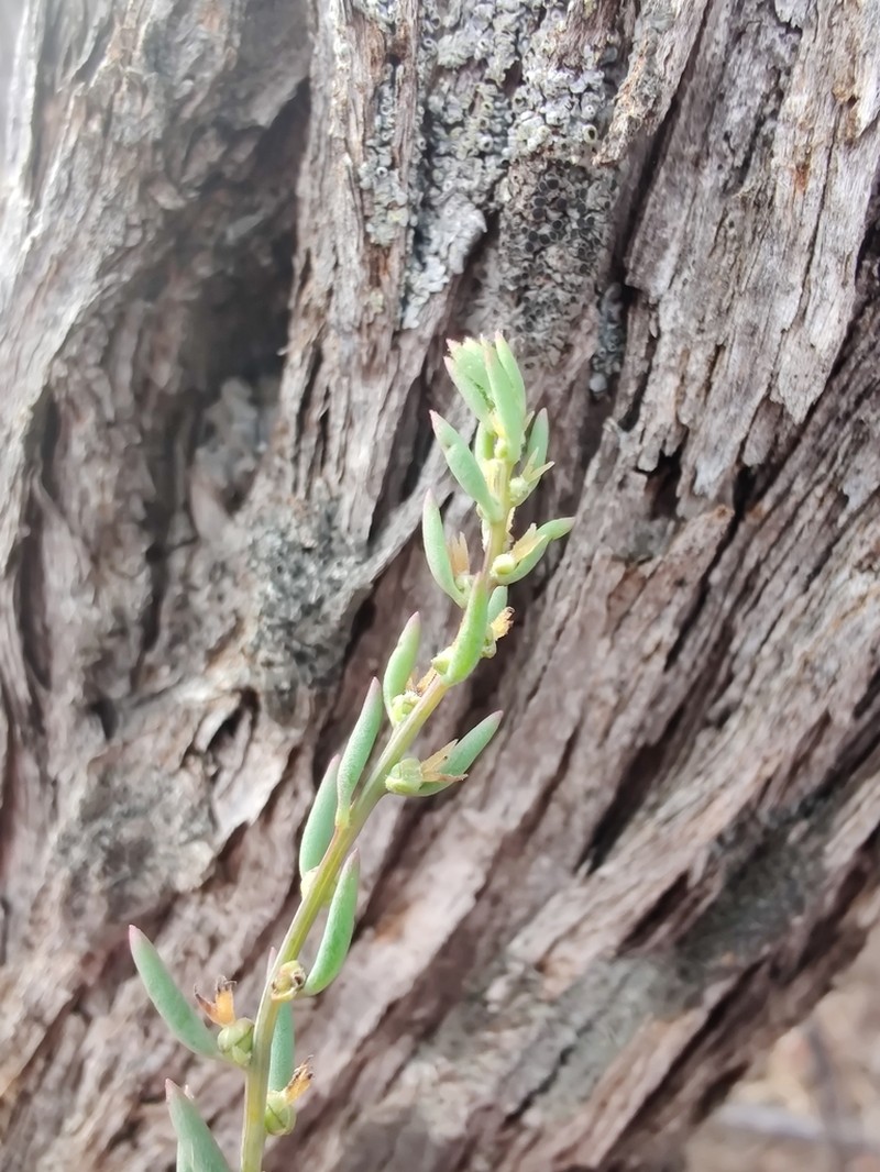 Maireana suaedifolia photo 3