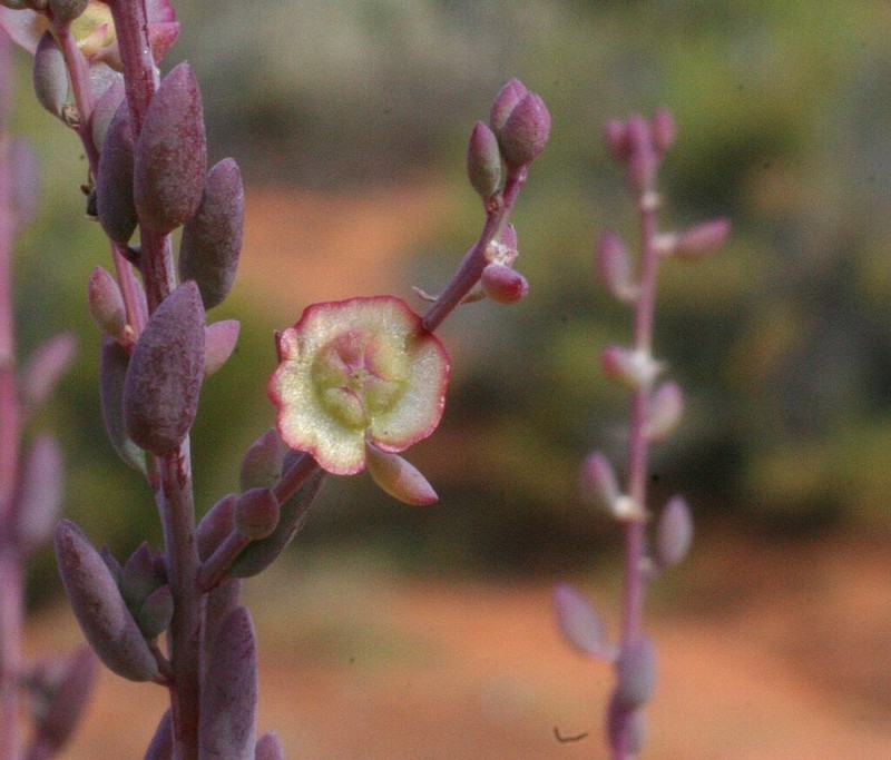 Maireana suaedifolia photo 4