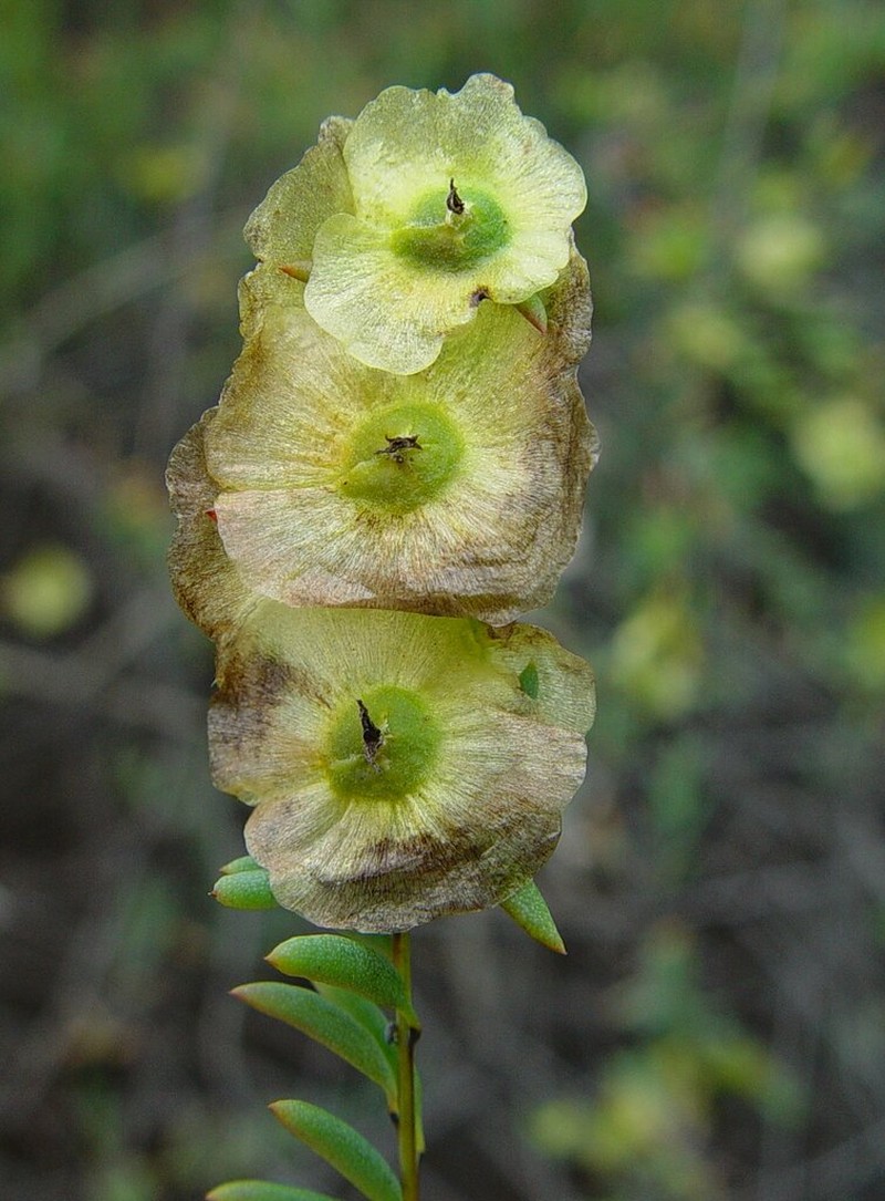Maireana thesioides photo 4