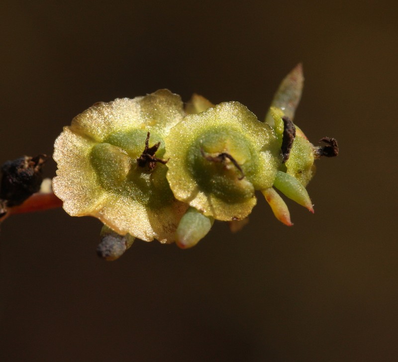 Maireana thesioides photo 6