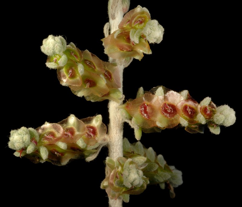 Maireana tomentosa