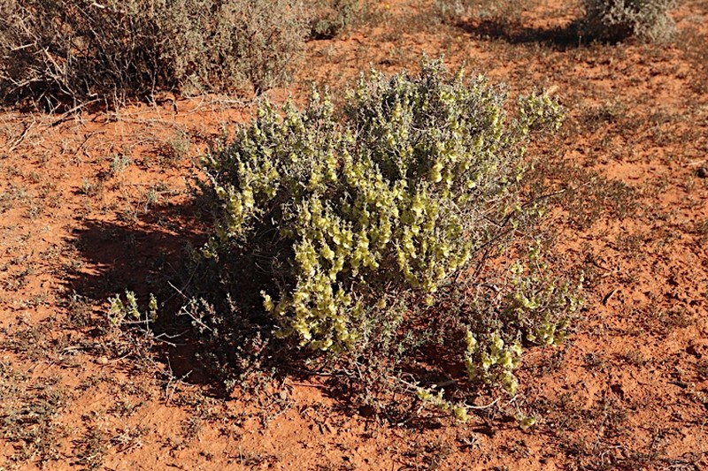 Maireana tomentosa photo 2