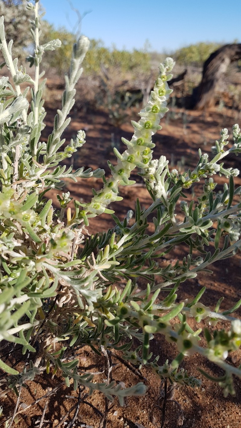 Maireana tomentosa photo 3
