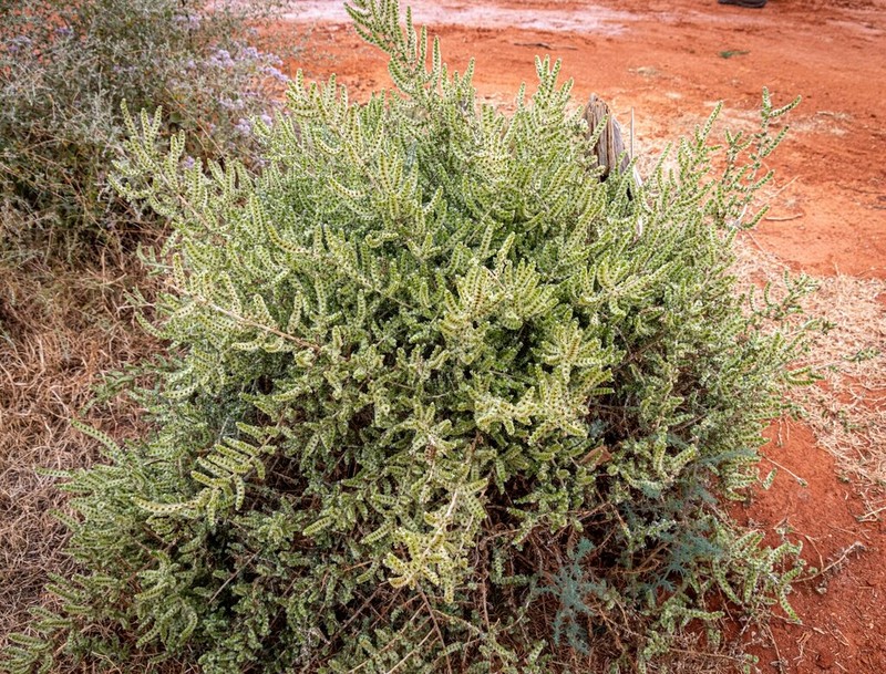 Maireana tomentosa photo 4