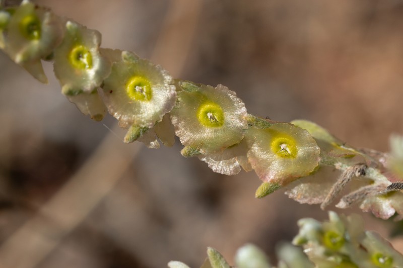 Maireana tomentosa photo 5