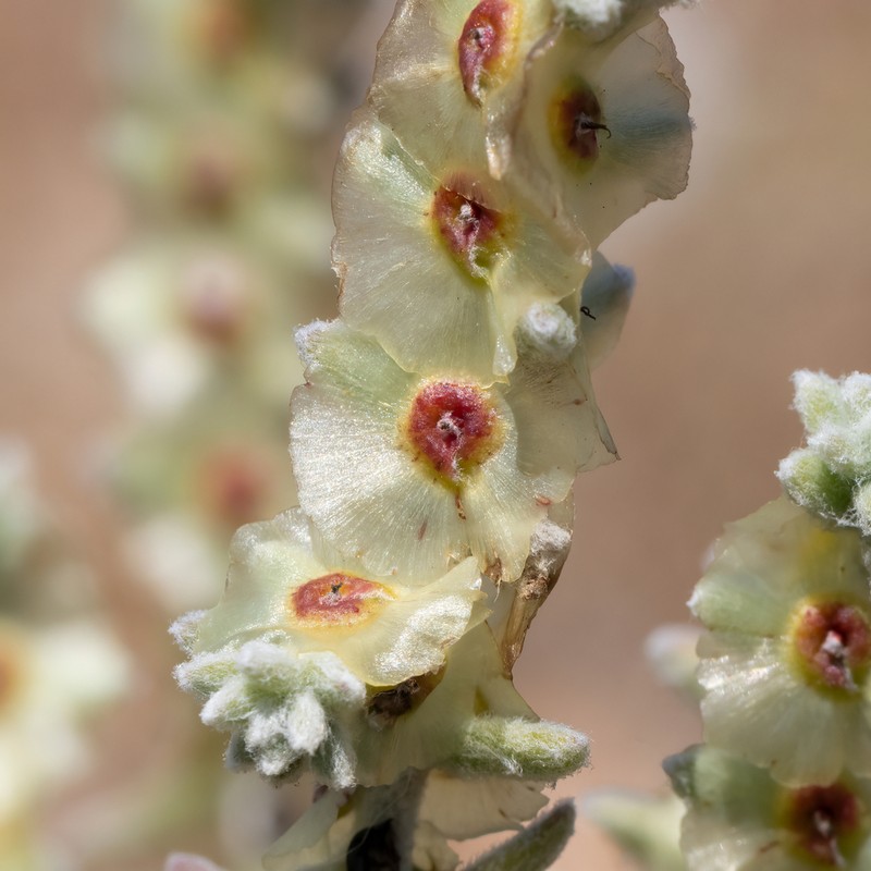 Maireana tomentosa photo 6