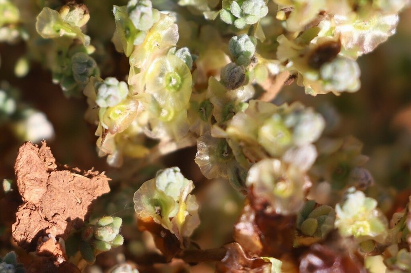 Maireana tomentosa photo 7