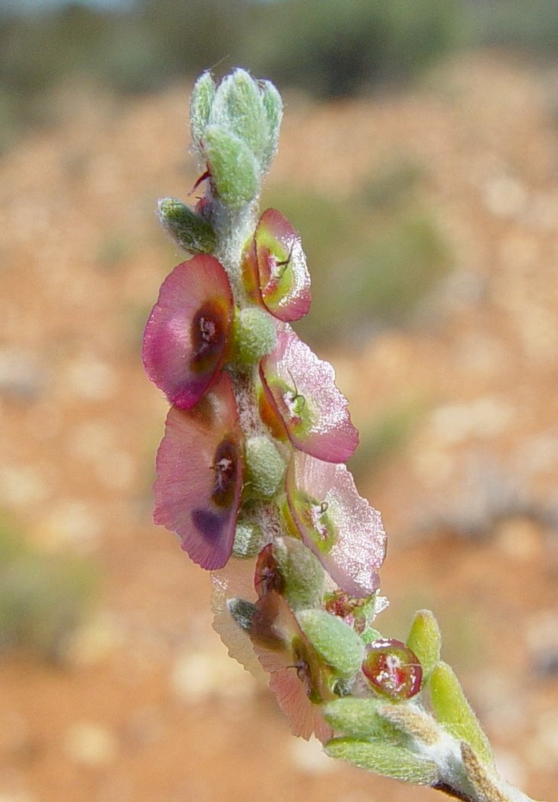 Maireana tomentosa subsp. tomentosa