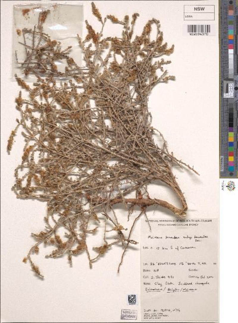 Maireana tomentosa subsp. tomentosa photo 2