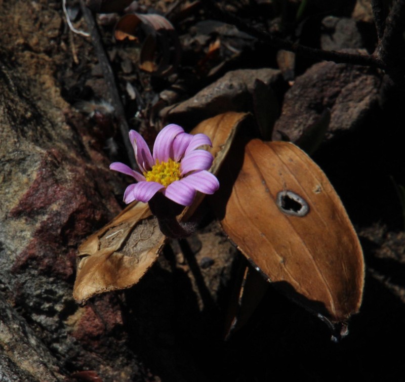 Mairia coriacea