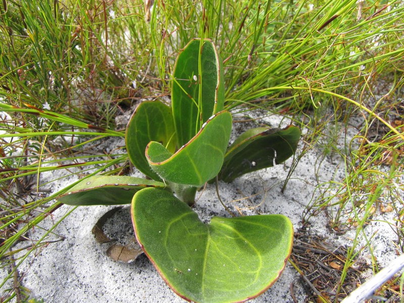 Mairia coriacea photo 2