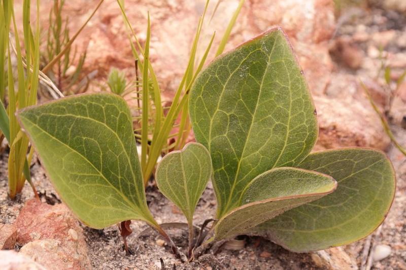 Mairia coriacea photo 3