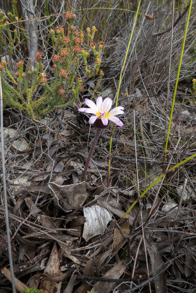 Mairia coriacea photo 5