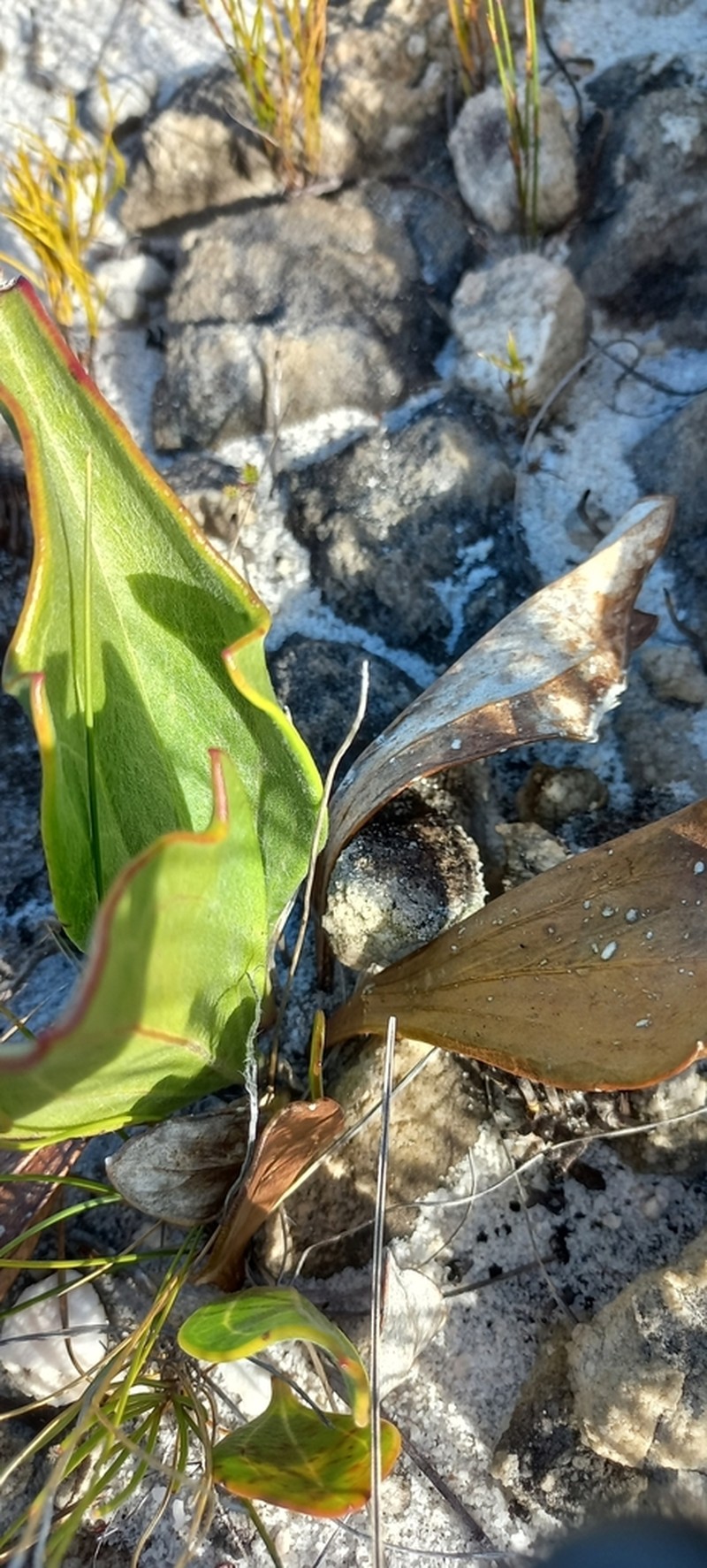Mairia coriacea photo 6
