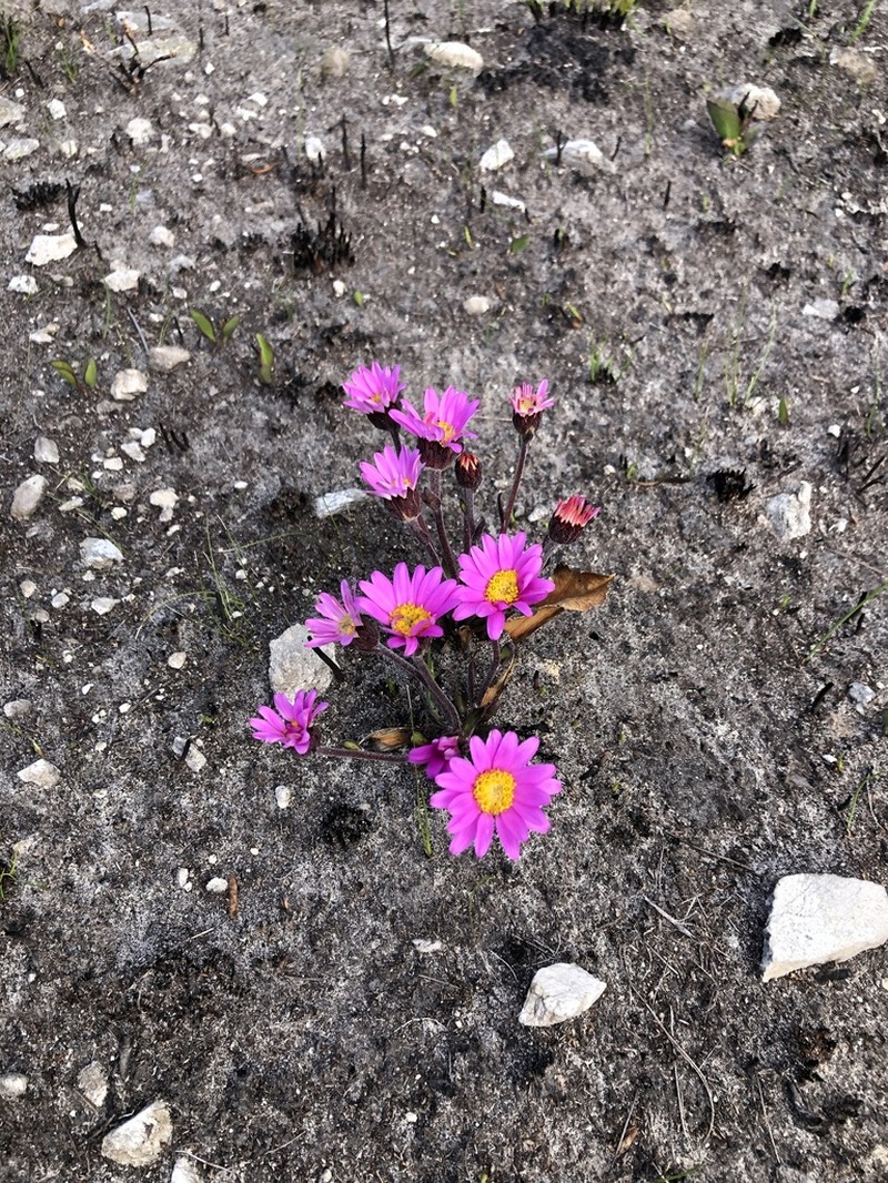 Mairia coriacea photo 7