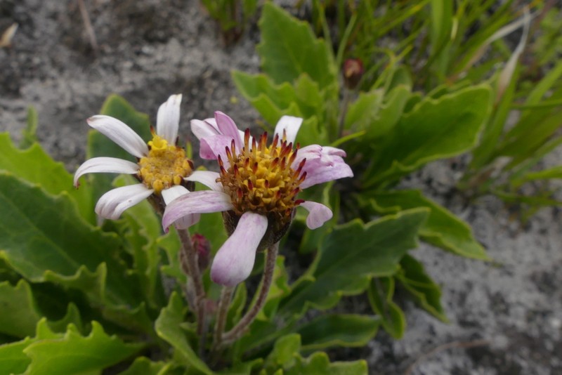 Mairia petiolata photo 3