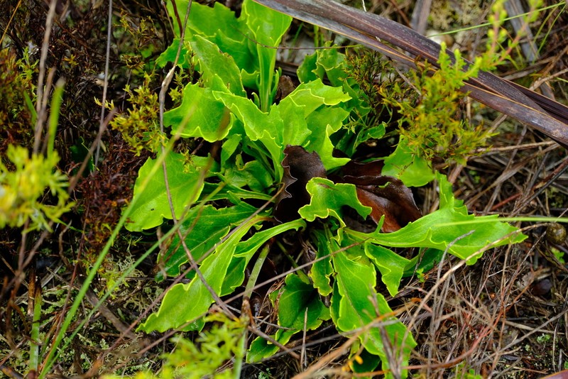 Mairia petiolata photo 4