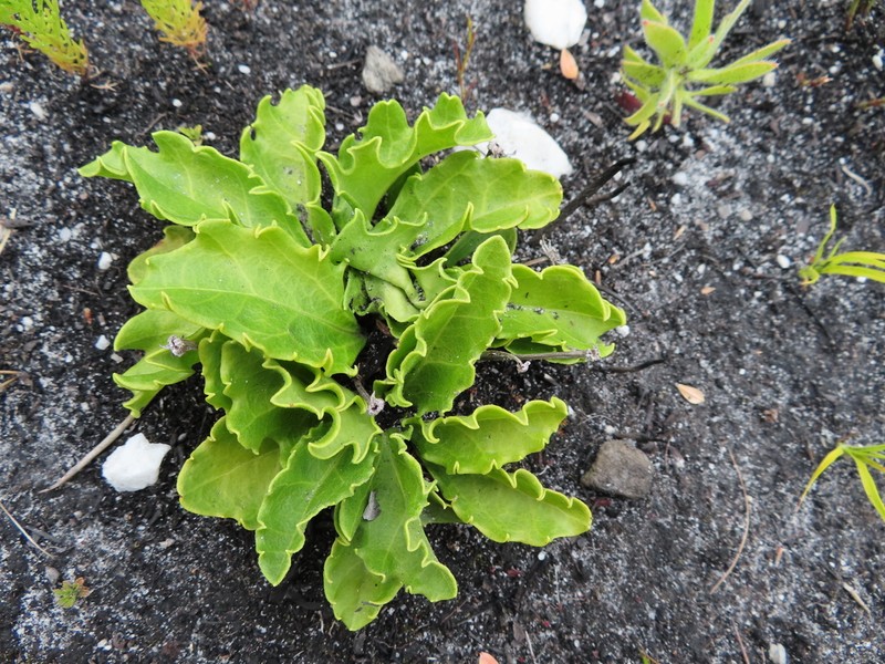 Mairia petiolata photo 5