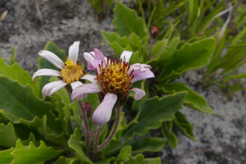 Mairia petiolata photo 7
