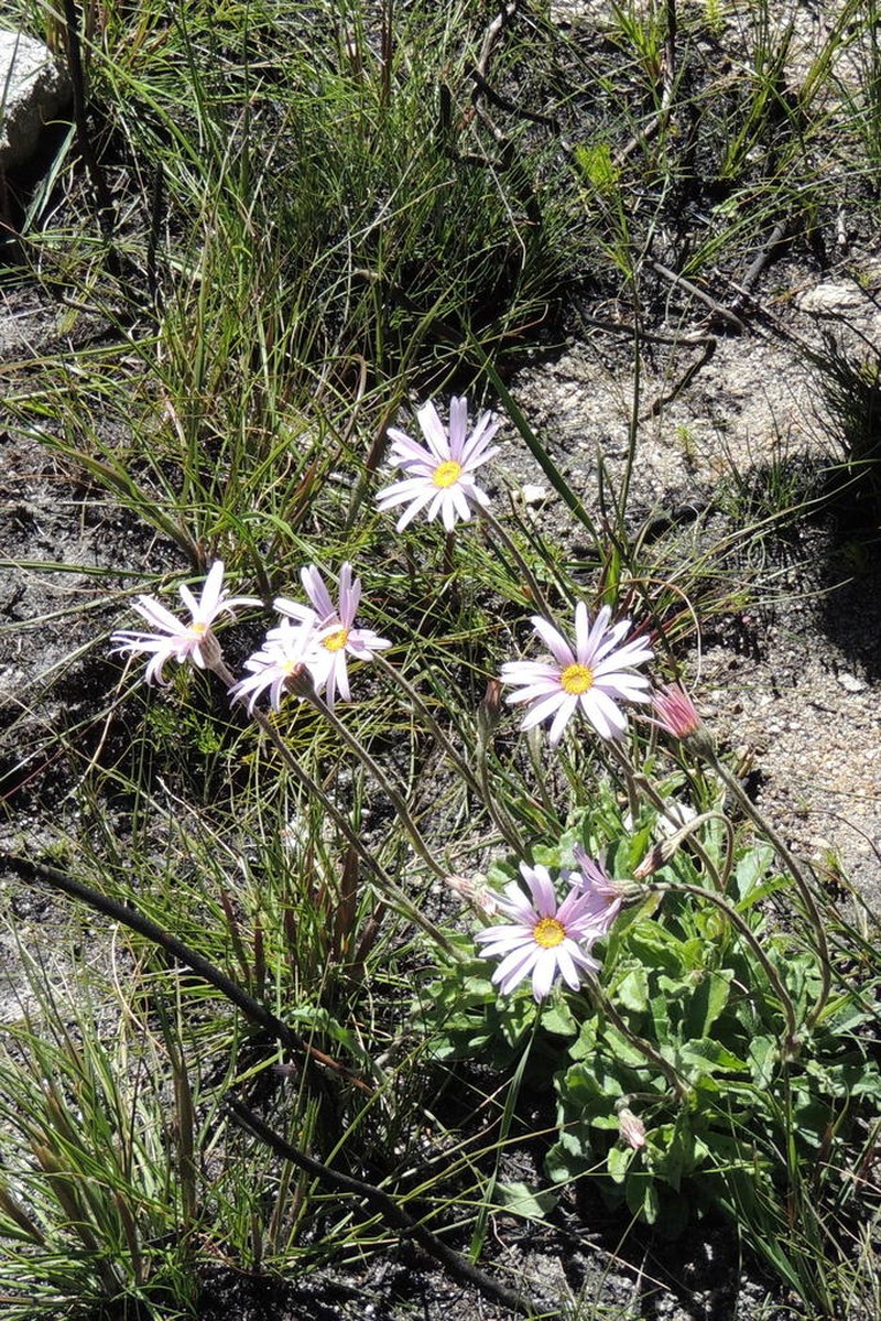 Mairia purpurata