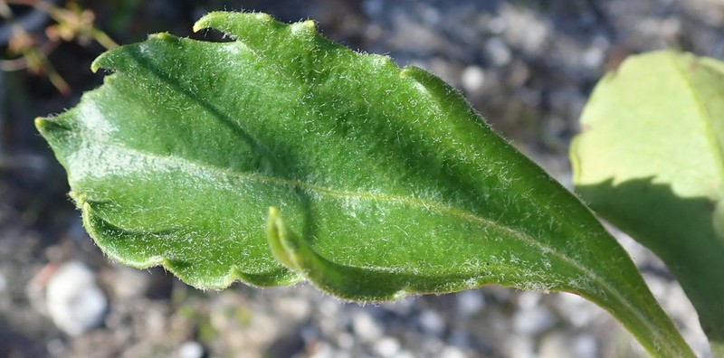 Mairia purpurata photo 2