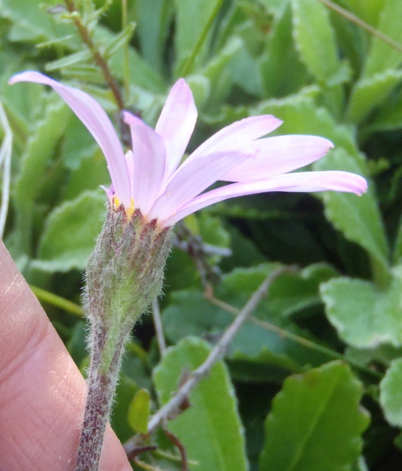 Mairia purpurata photo 3