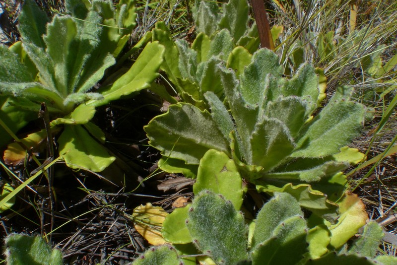 Mairia purpurata photo 4