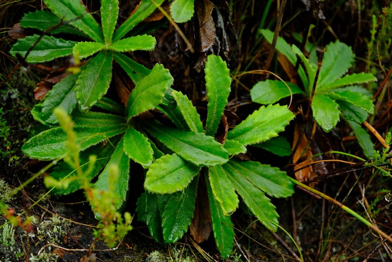 Mairia purpurata photo 6