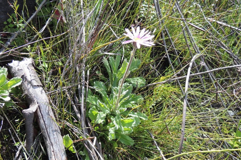 Mairia purpurata photo 7