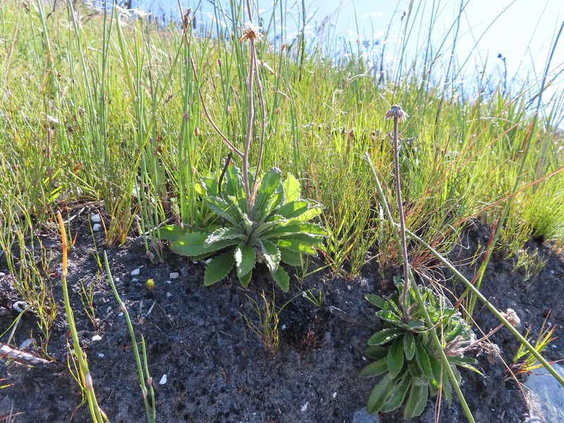 Mairia purpurata photo 8