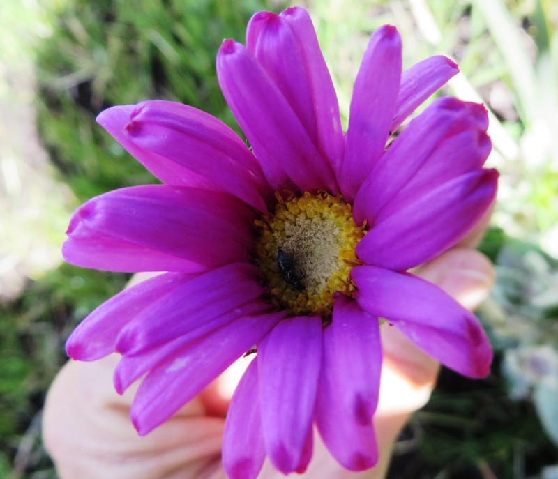 Mairia robusta