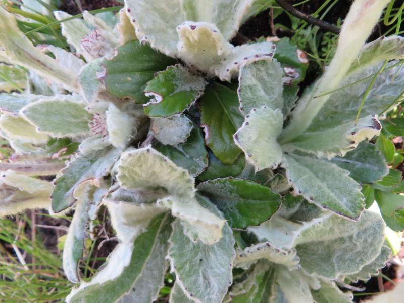 Mairia robusta photo 2