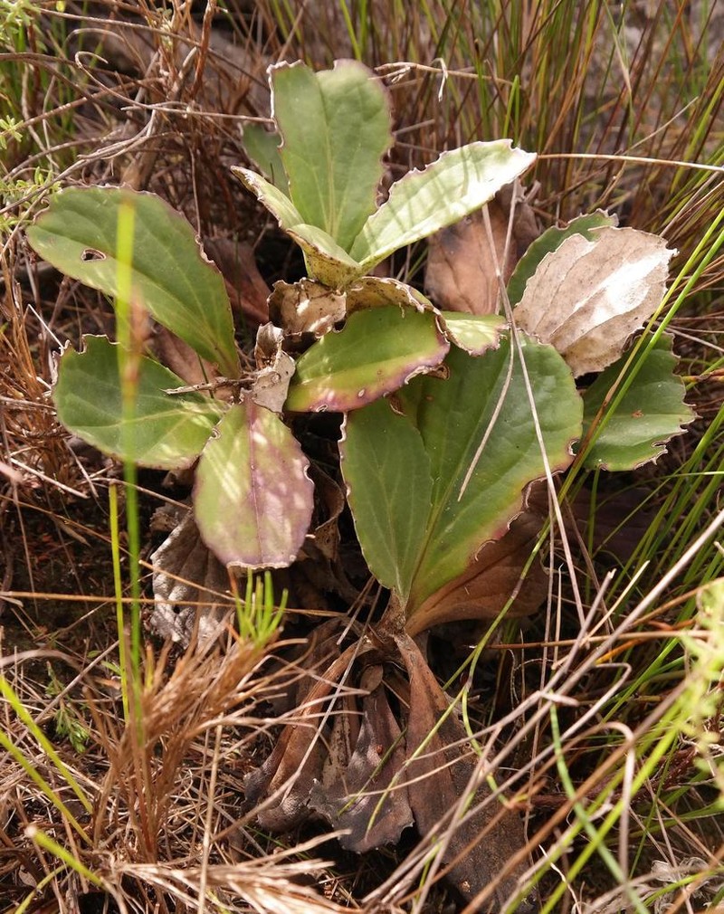 Mairia robusta photo 3