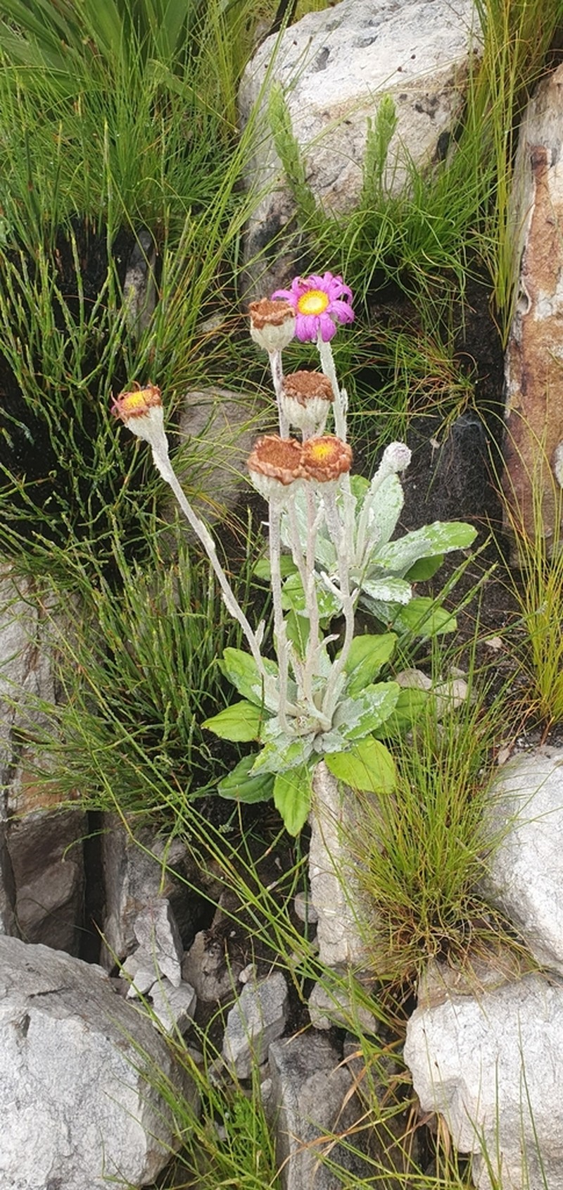 Mairia robusta photo 4
