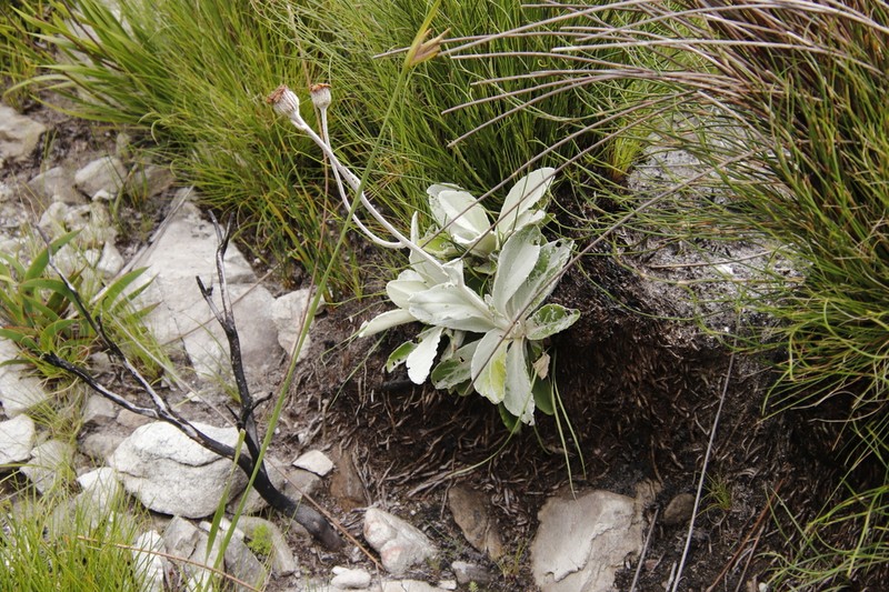 Mairia robusta photo 5