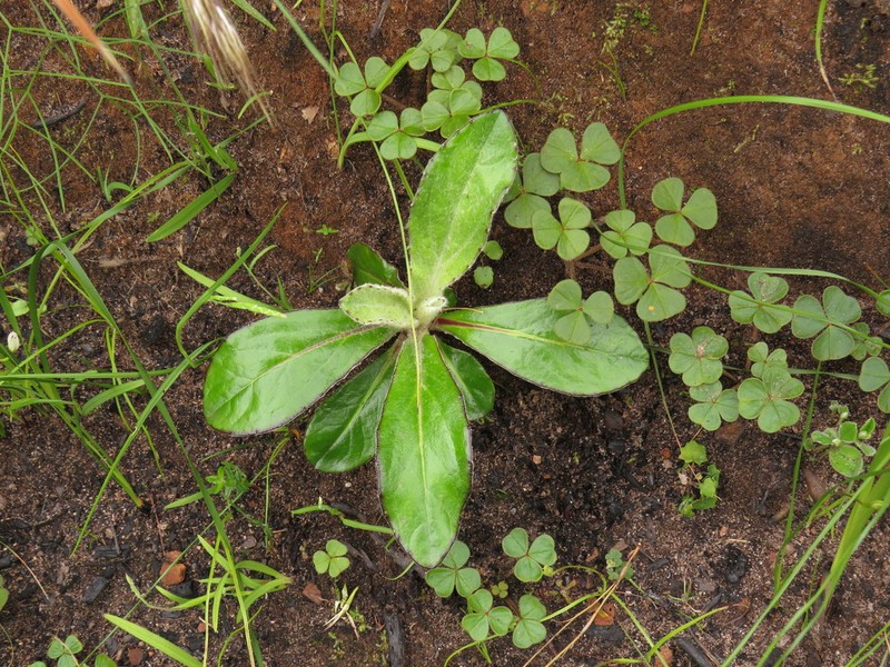 Mairia robusta photo 6
