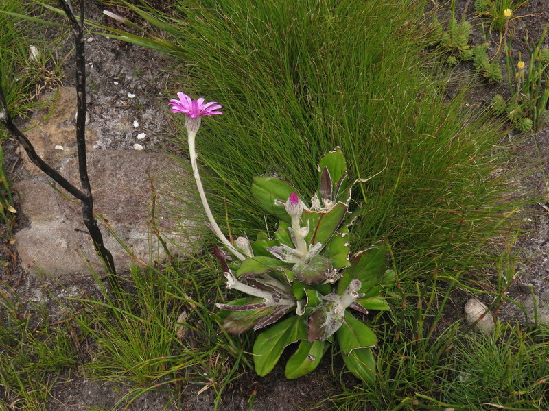Mairia robusta photo 7