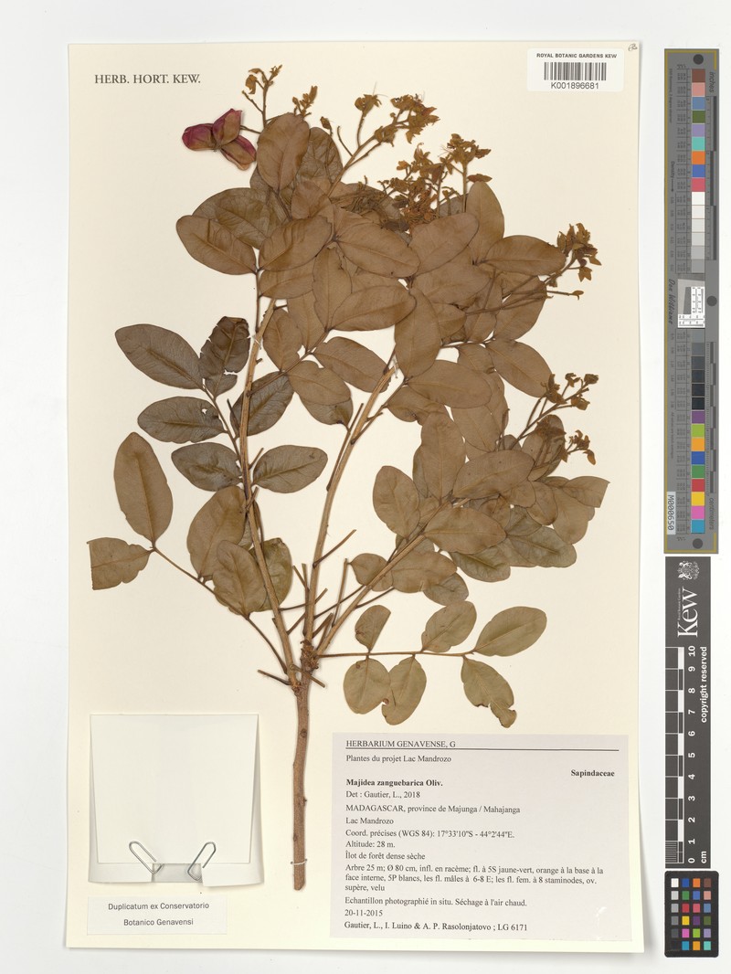 Majidea zanguebarica subsp. zanguebarica
