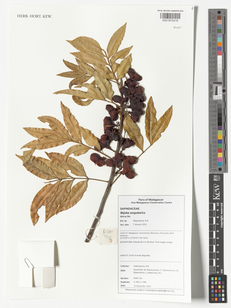 Majidea zanguebarica subsp. zanguebarica photo 3