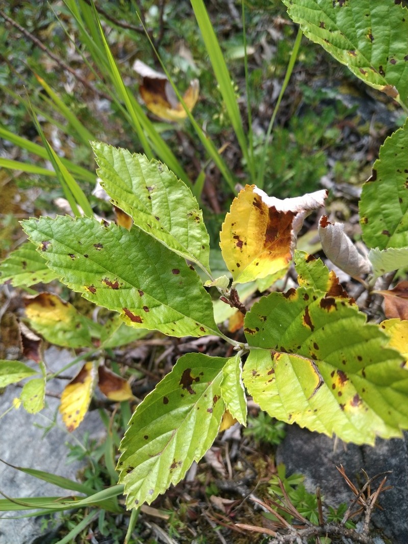 Majovskya ambigua photo 2