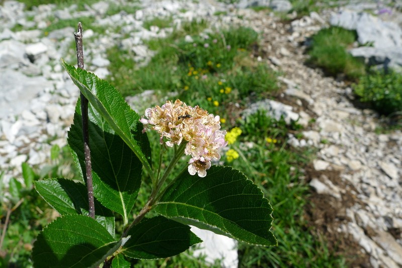 Majovskya ambigua photo 3