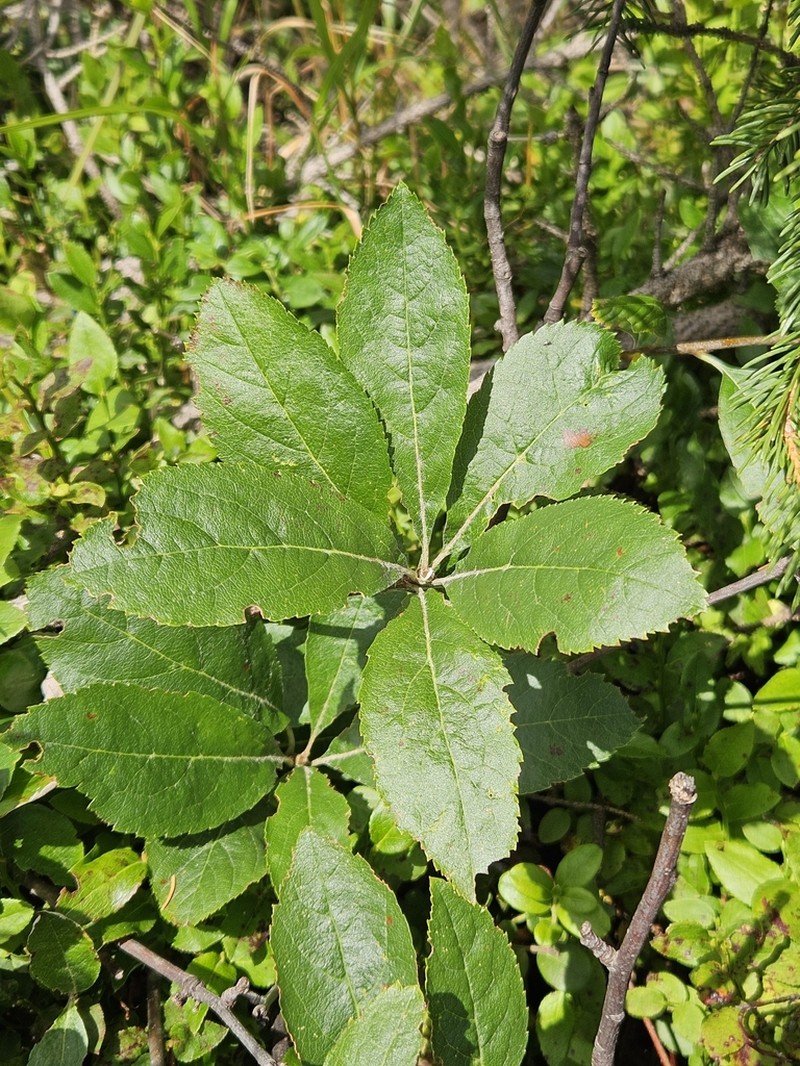 Majovskya sudetica