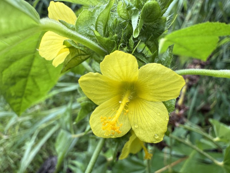 Yellow Leafbract