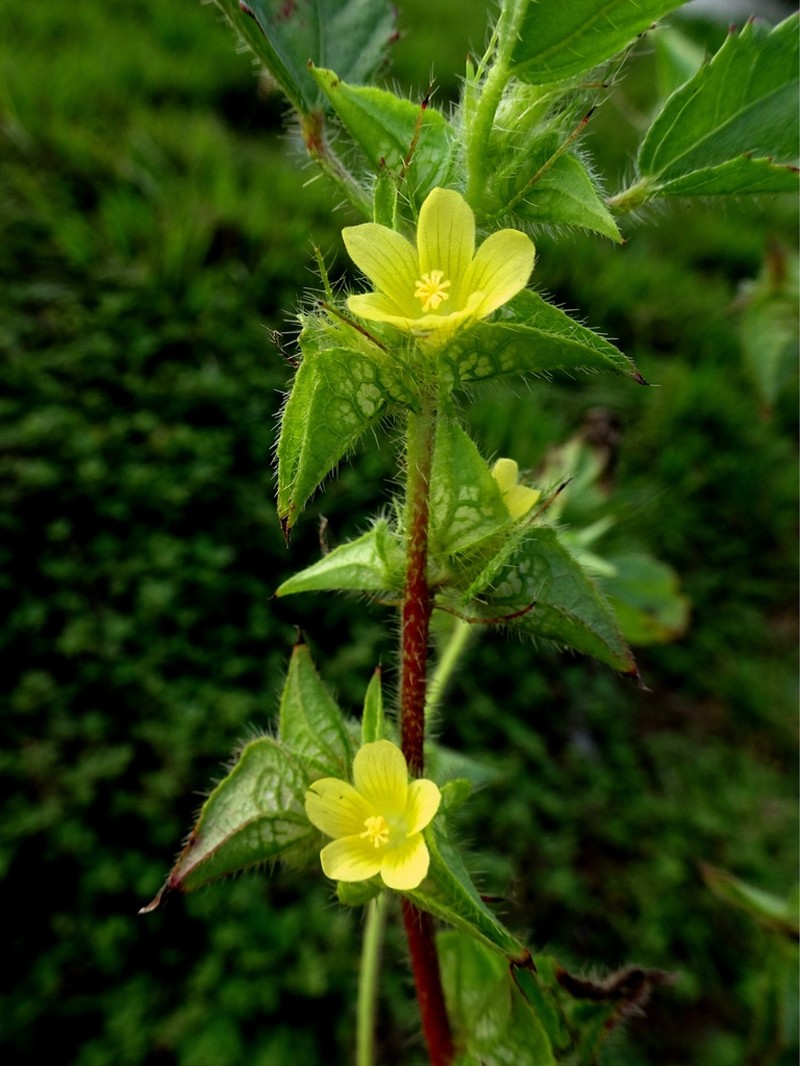Yellow Leafbract photo 2