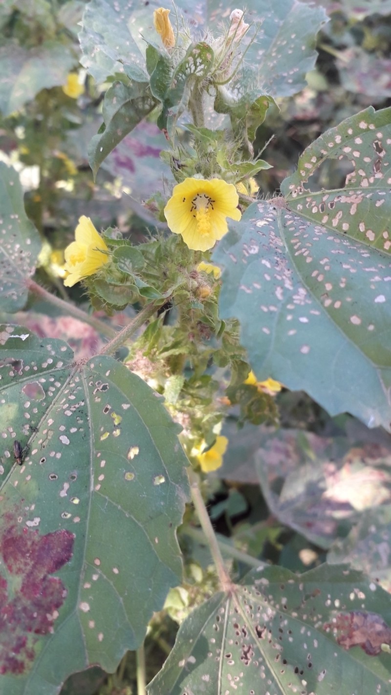 Yellow Leafbract photo 3