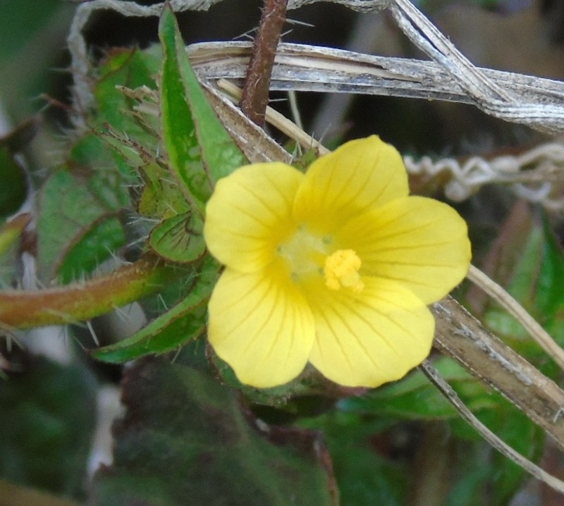 Yellow Leafbract photo 6