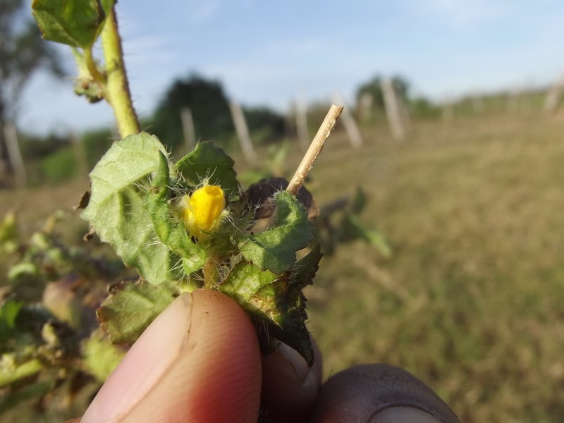 Yellow Leafbract photo 7