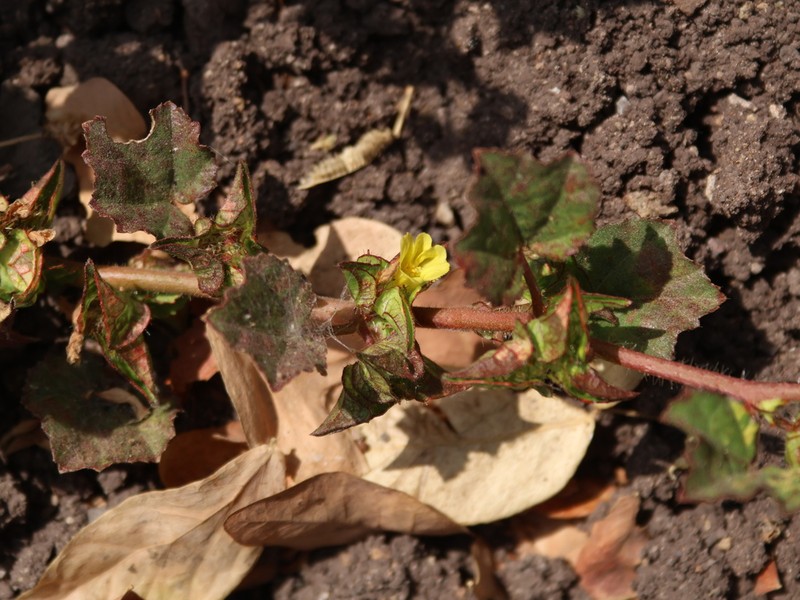 Yellow Leafbract photo 8
